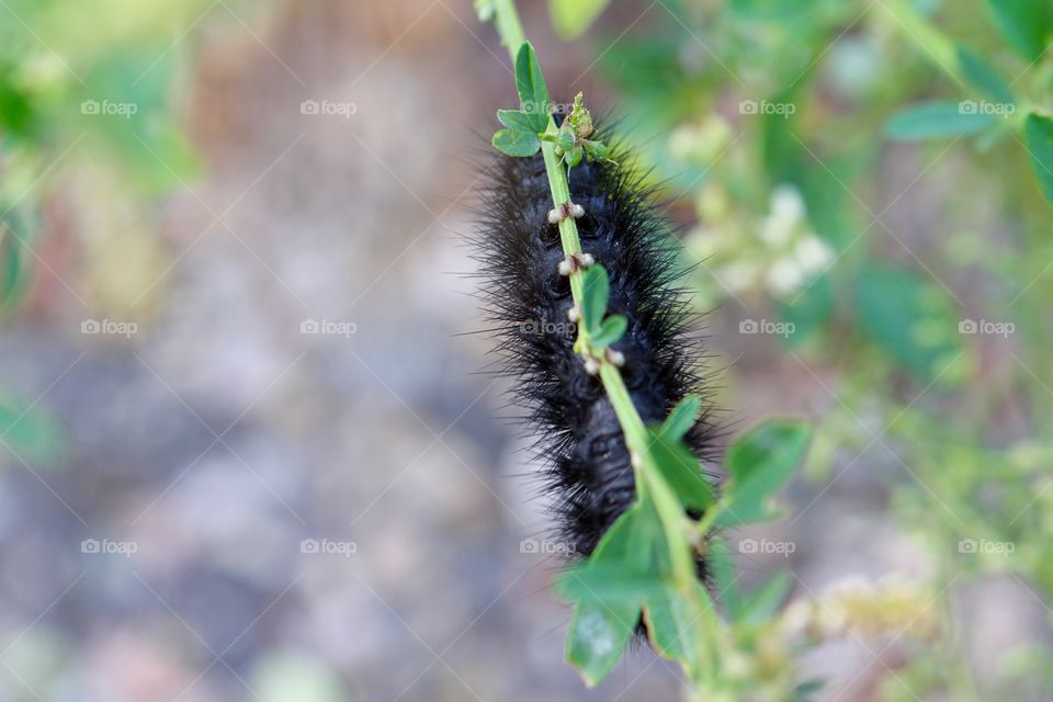 Black Caterpillar Hangs On