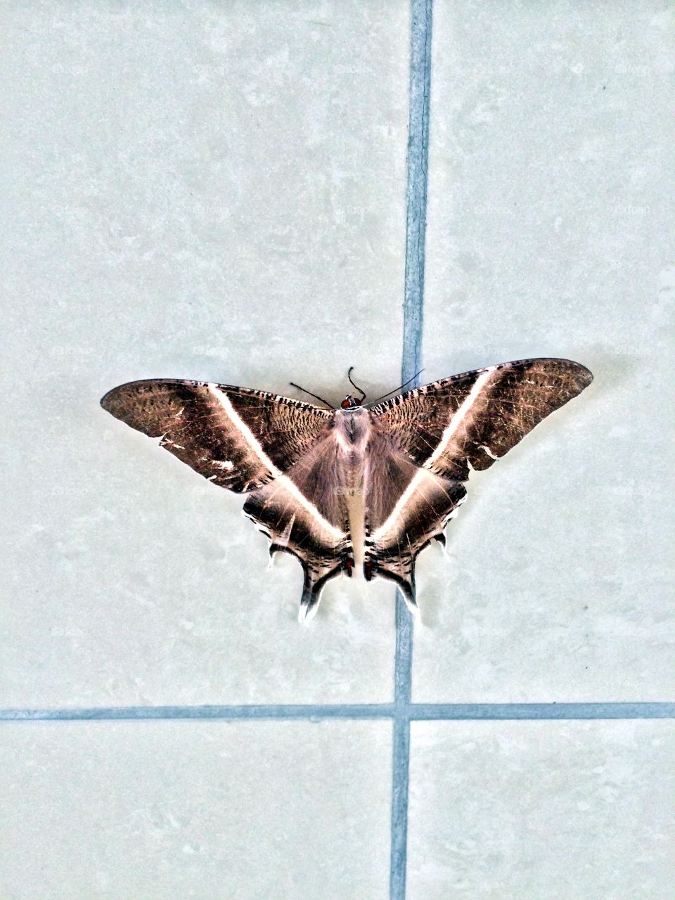 Moth