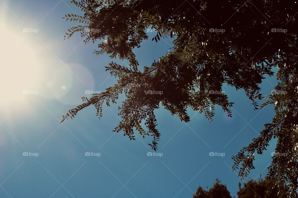 Leaves with lens flare