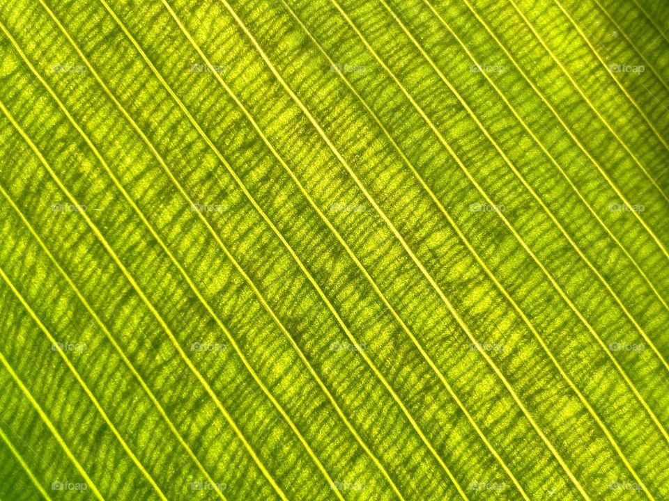 Close up of the veins in a leaf
