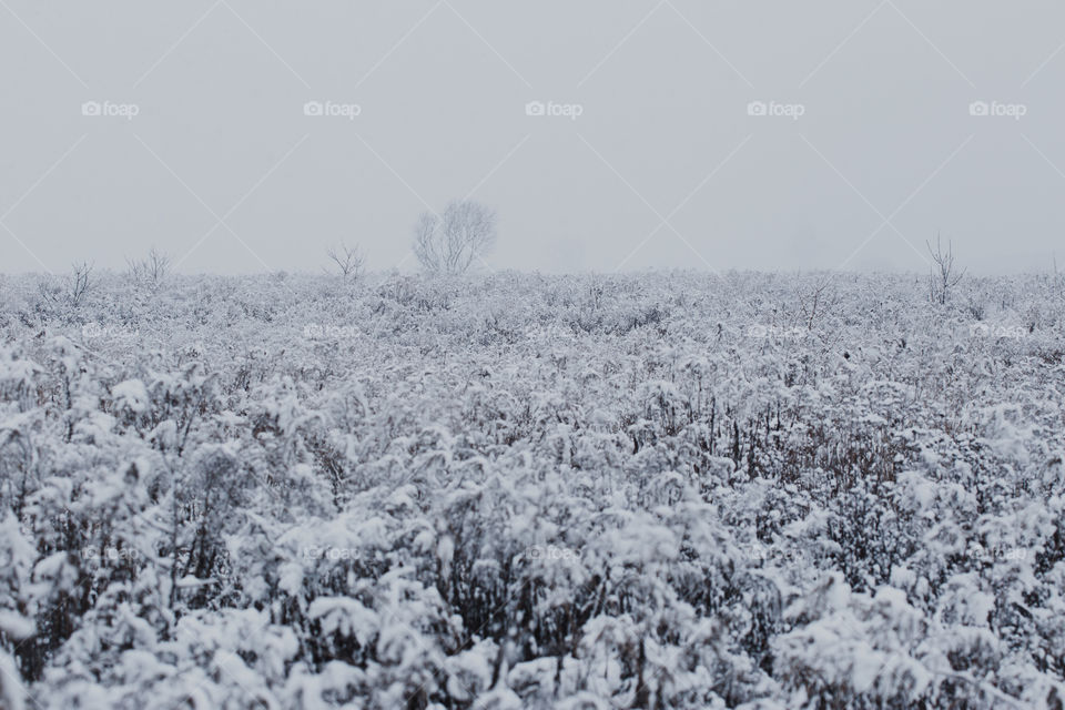 Meadow after heavy snowfall. Scenic wintery landscape of field of grass