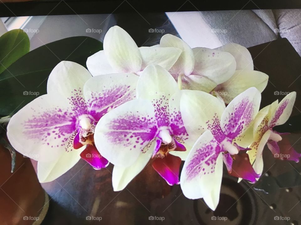 My lovely orchid has 7 blooms off a new shoot it grew this year.  