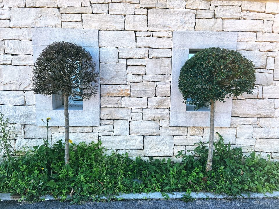 A background of two round trees standing against a white brick wall.  landscape design. Garden and park art.