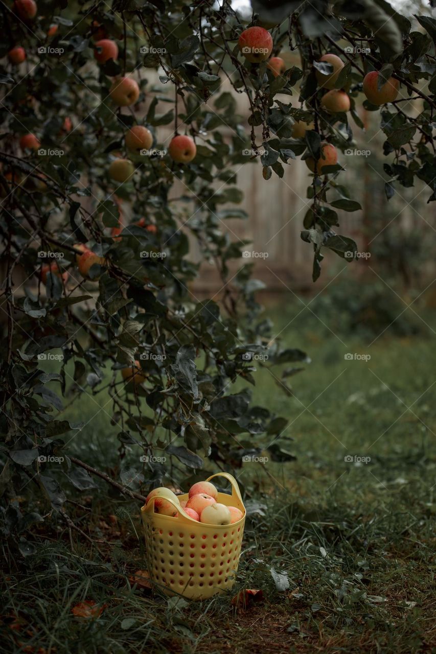  basket of apples under tree in garden