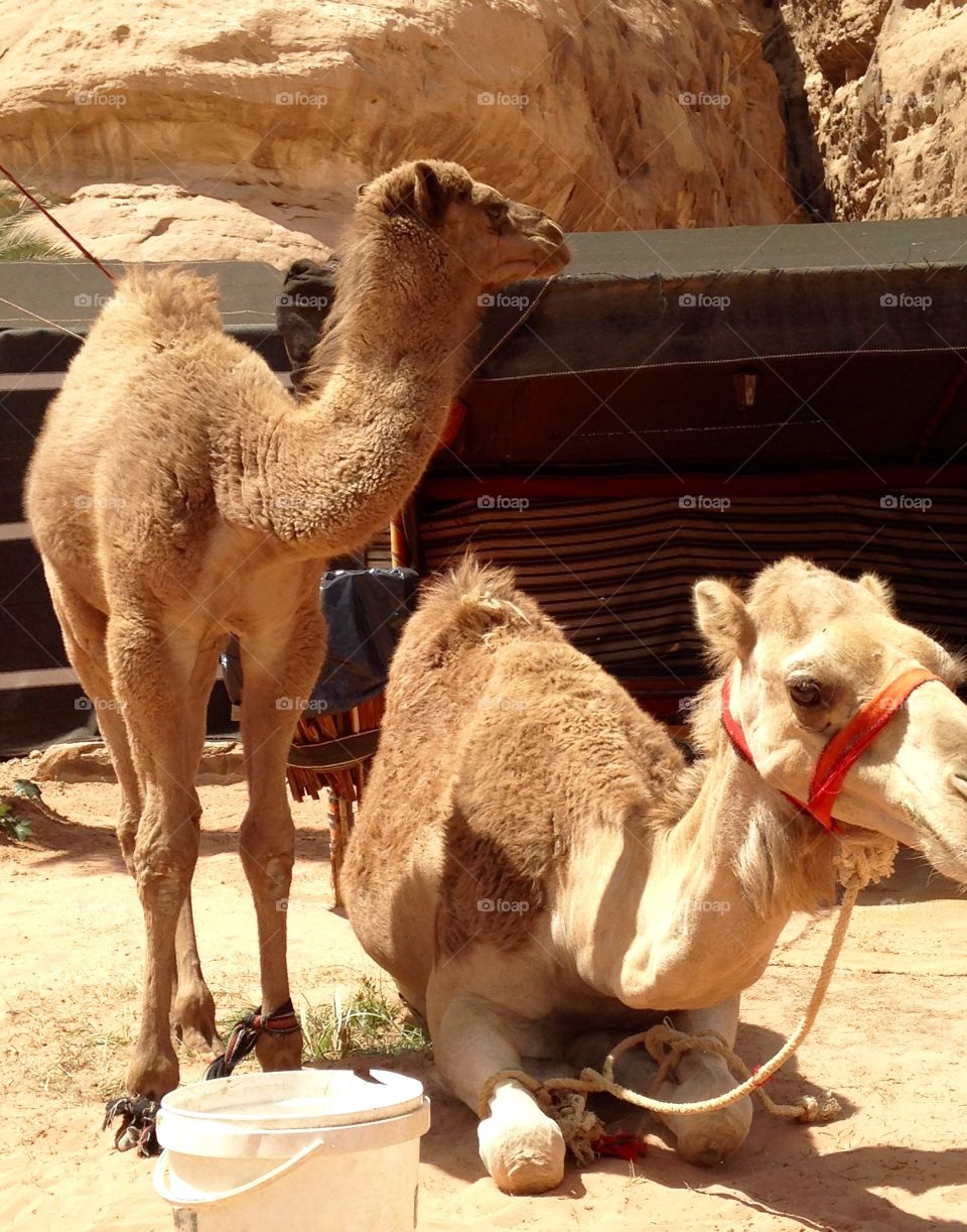 Mum & daughter. Camels in Aqaba 