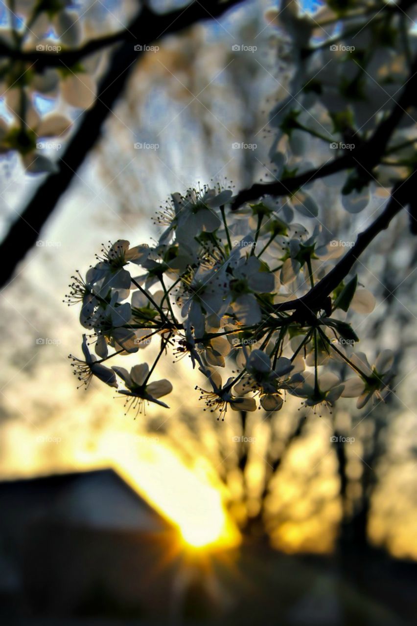 Sunset - spring time 