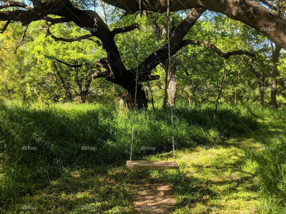 swing in the woods