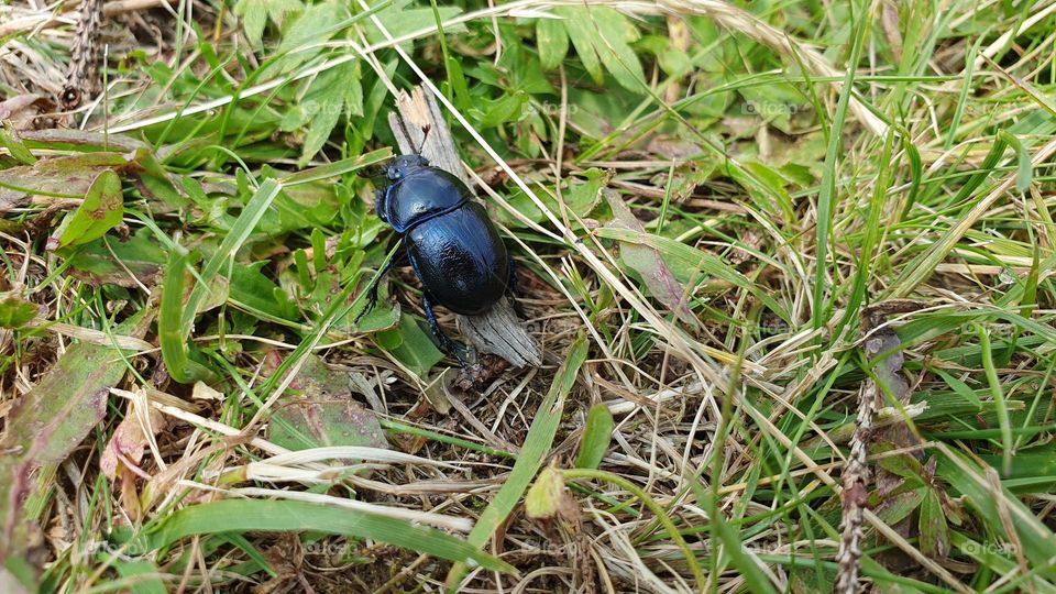 A small black bug
