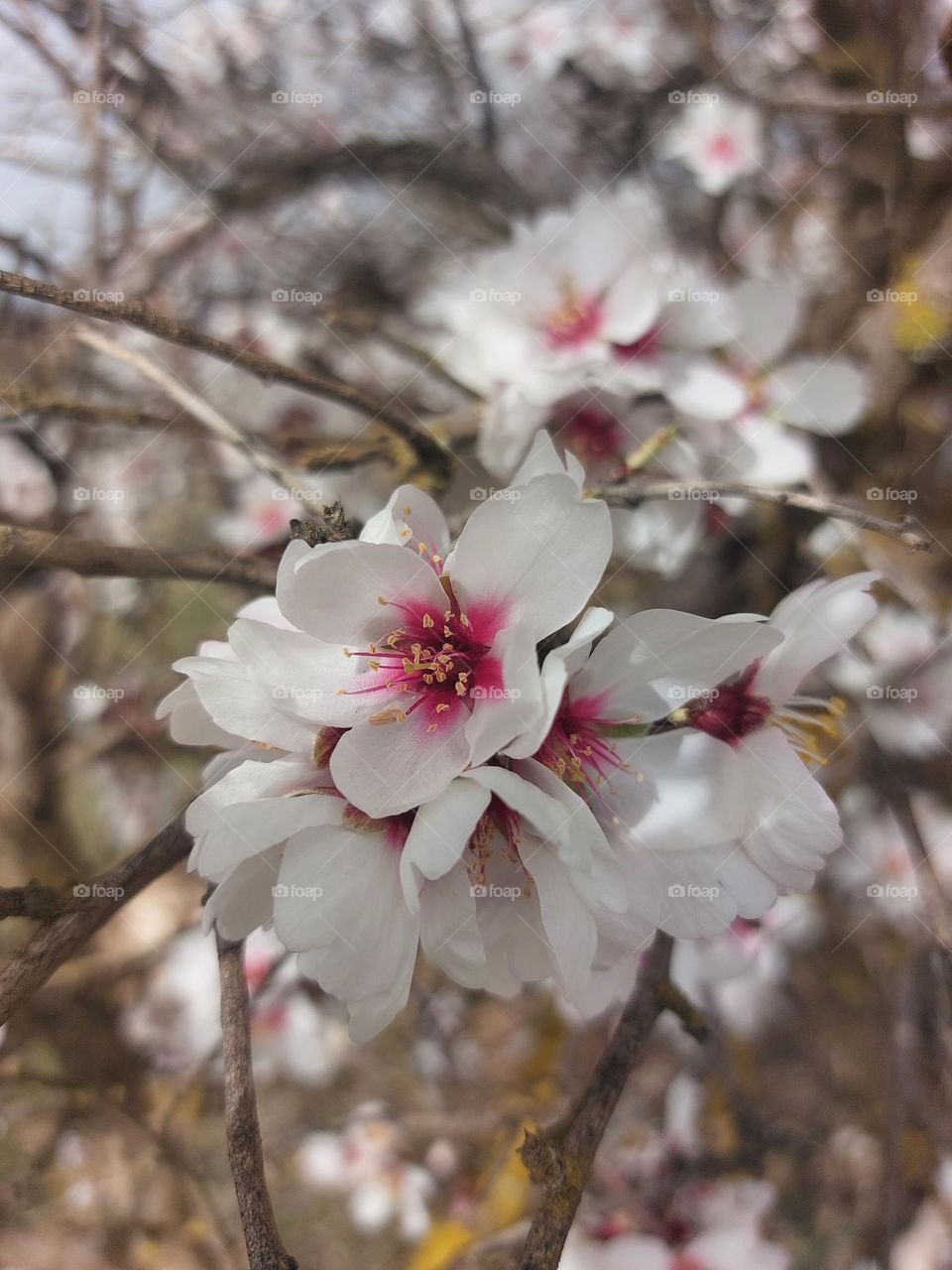 Beautiful flowers