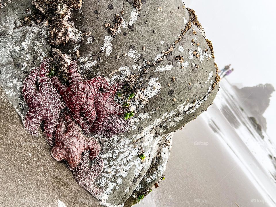 Star fish on a rock along a sandy beach on the Oregon coast 