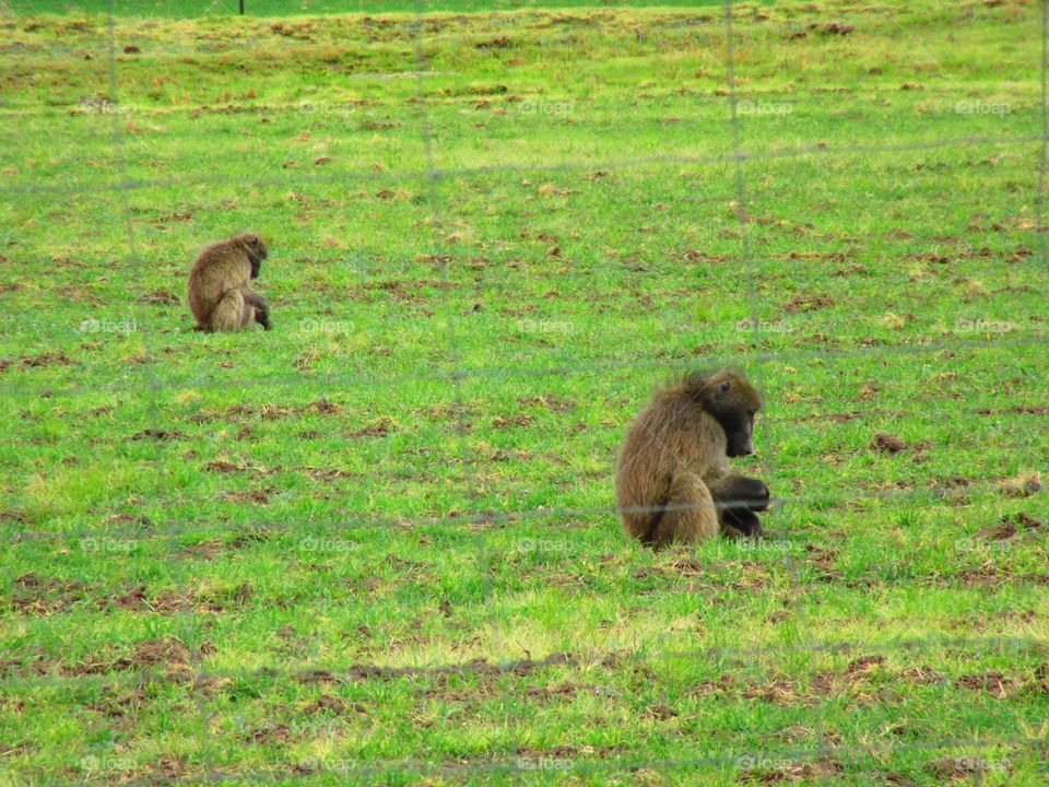 baboons in fields
