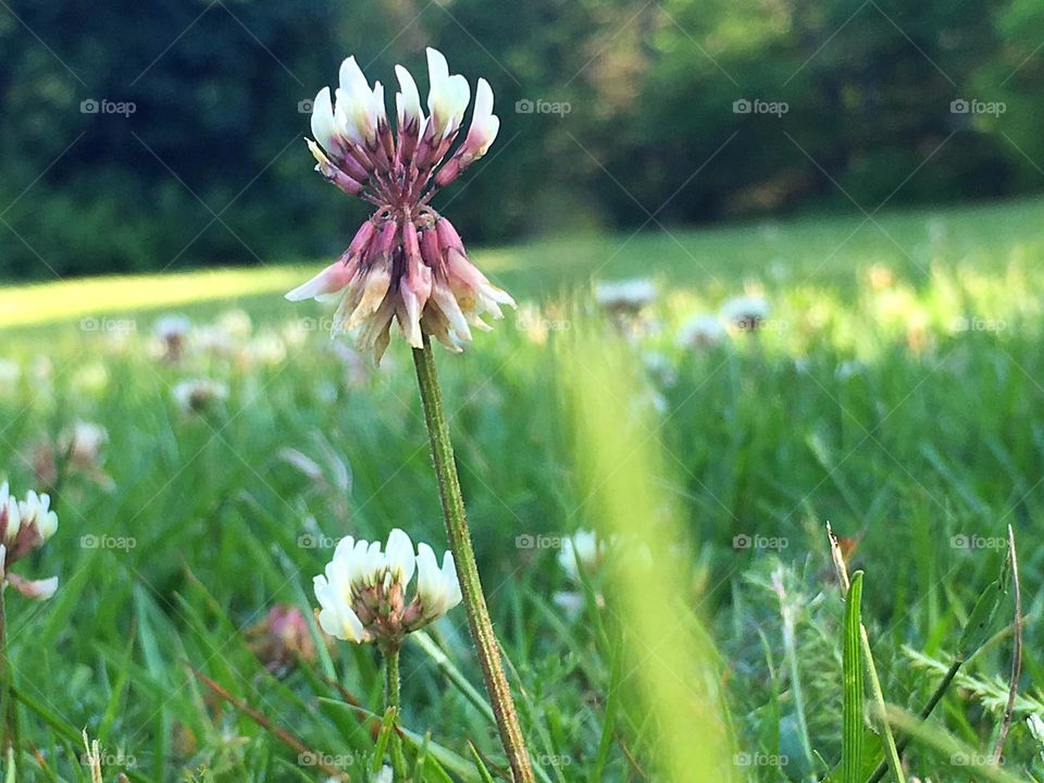 Tall white clover in Maine grass, during Summer.