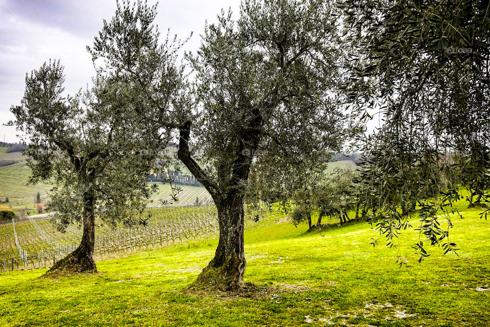 Olive trees. 