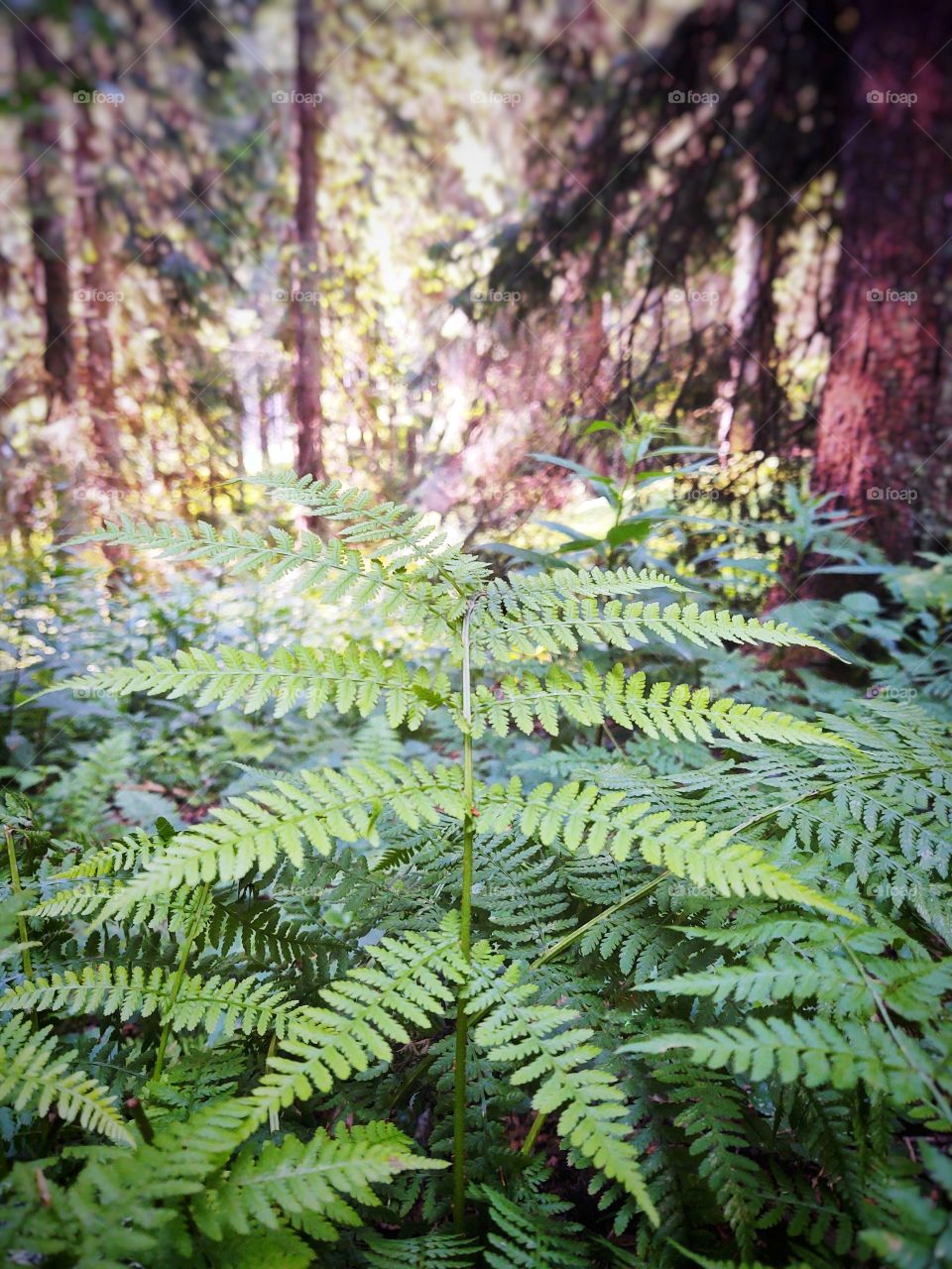 fern in the forest