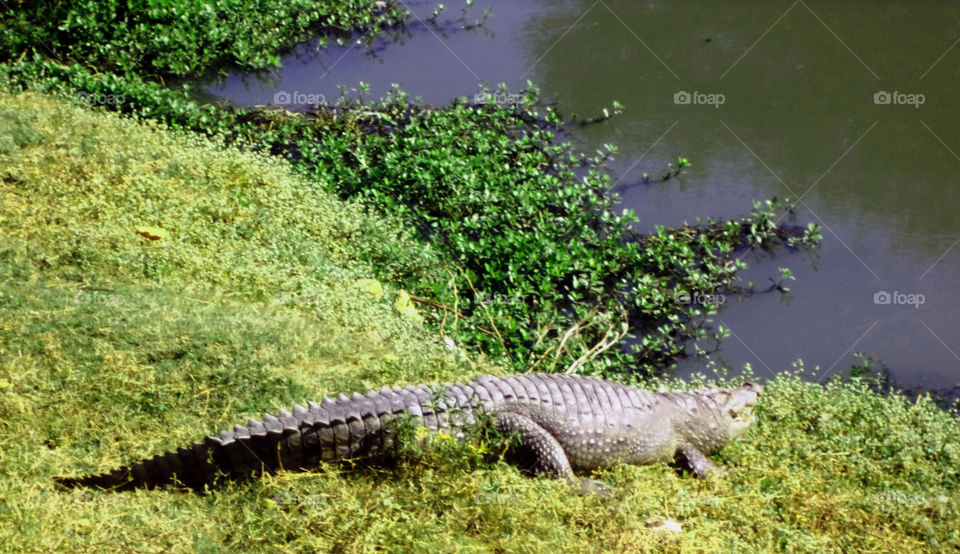 Close-up of crocodile on grass