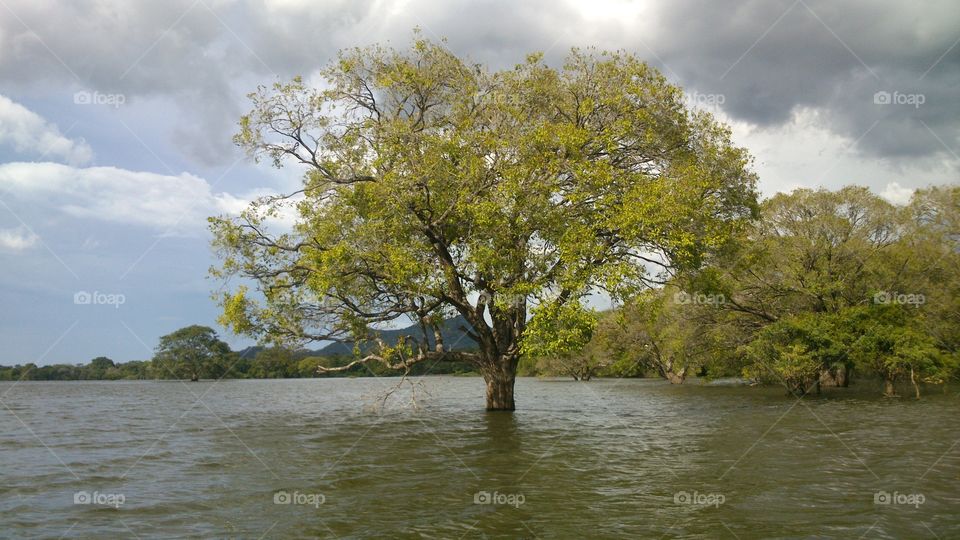 Rising Giant. Tree arises in Kandalama lake -  Dambulla. 