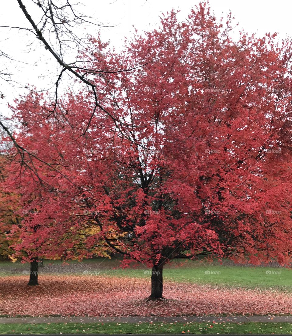 Red Autumn 