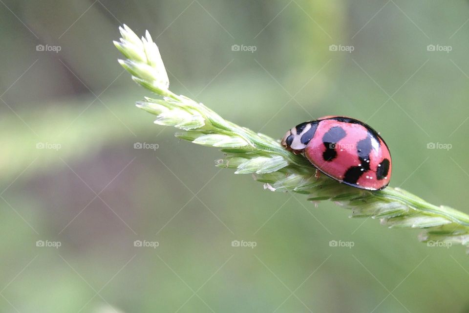 Lady bug