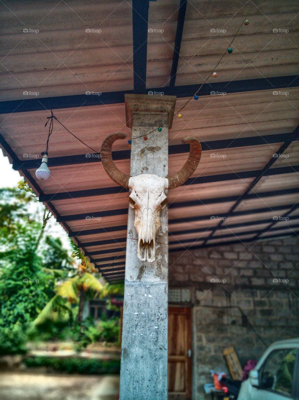 bull skull