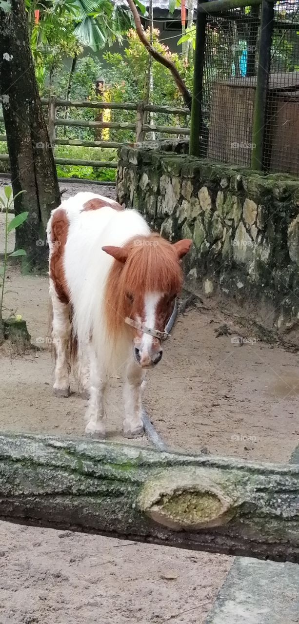 A cute pony