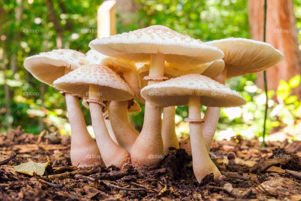 A fine healthy family of Amanitas! Raleigh, North Carolina. 