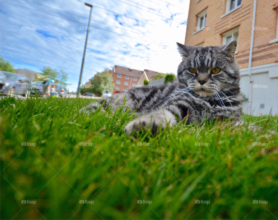 Stay off my grass! Grumpy and determined cat