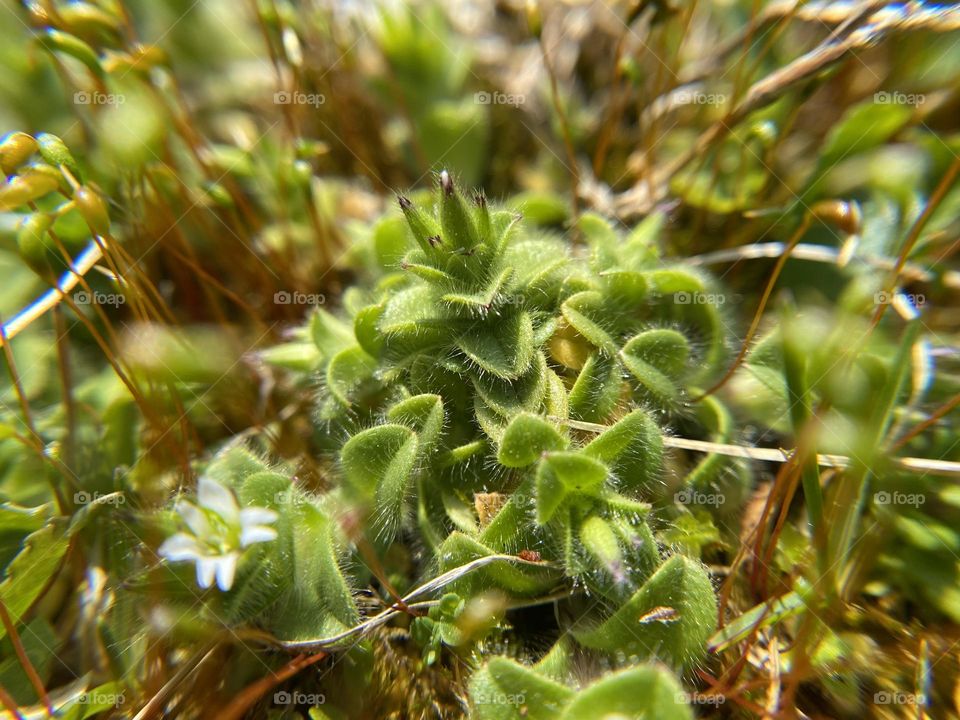 Mouse ears chickweed, close up 