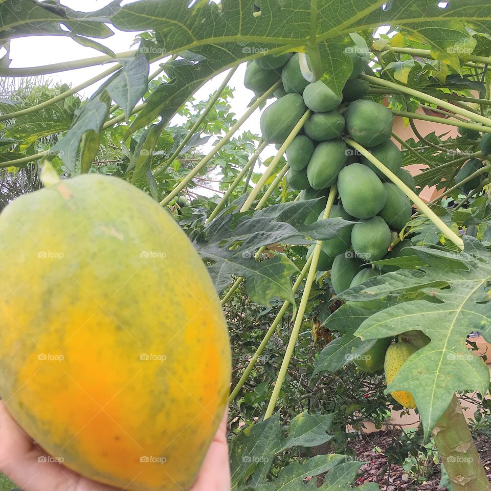 Fruit, Food, No Person, Agriculture, Pasture