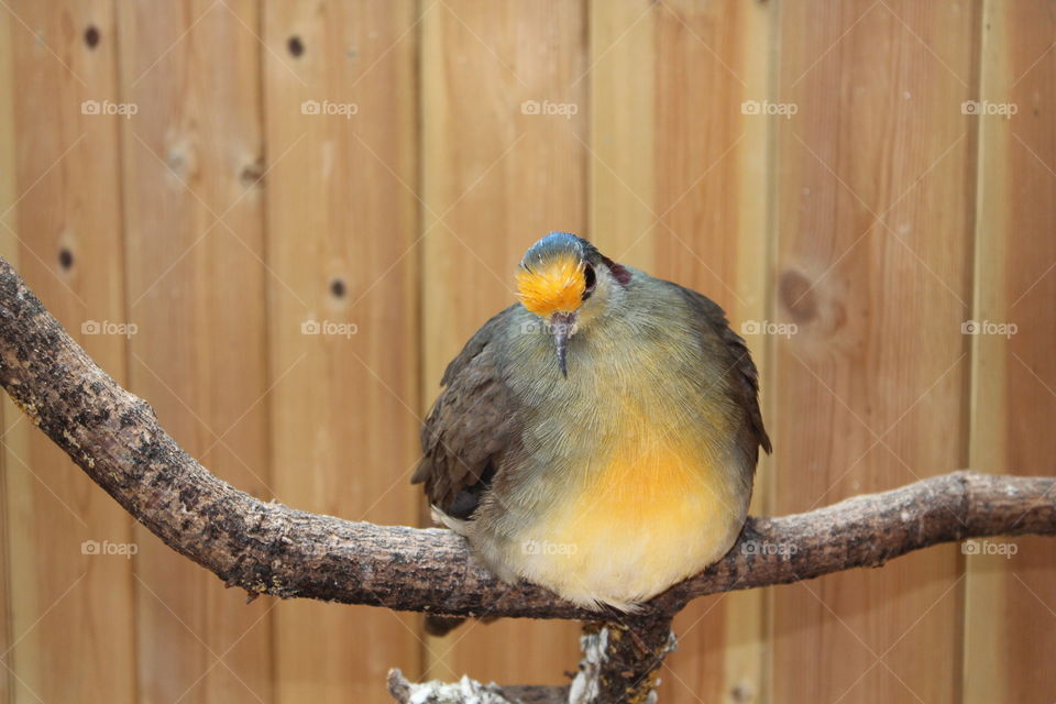 Bird, Wood, No Person, Wildlife, Nature