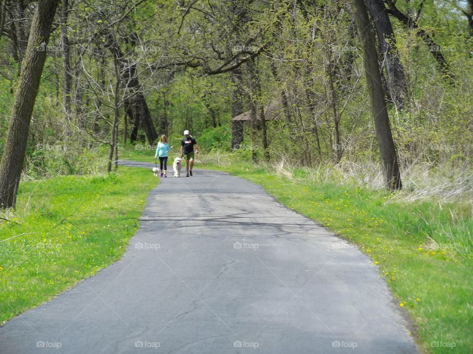 A walk of dogs