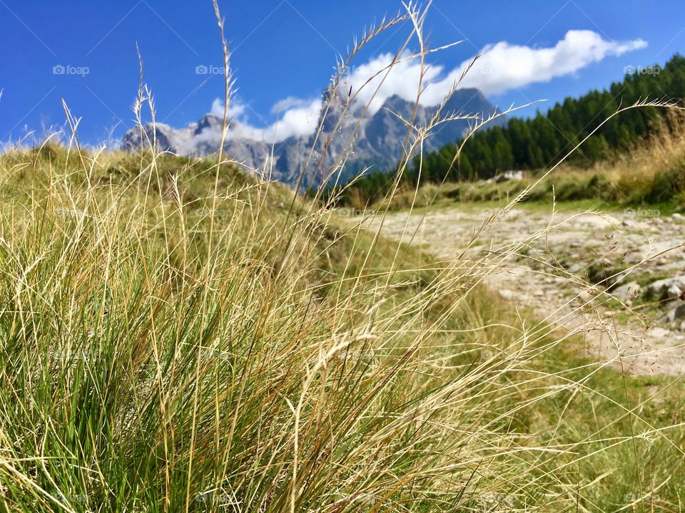 mountain landscape with pasture grass and path