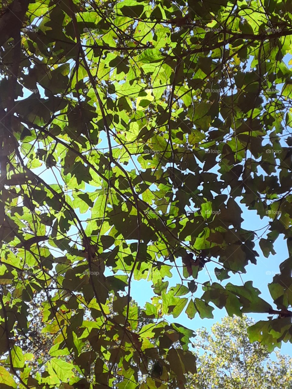 Beautiful Green Leaves Against Blue Sky
