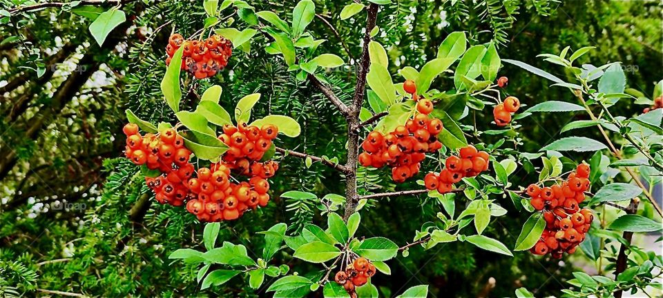 These natural red currant berries were found in a beautiful garden in “Bavaria”, Germany during Indian summer in September of 2023. Hypnotic Productions