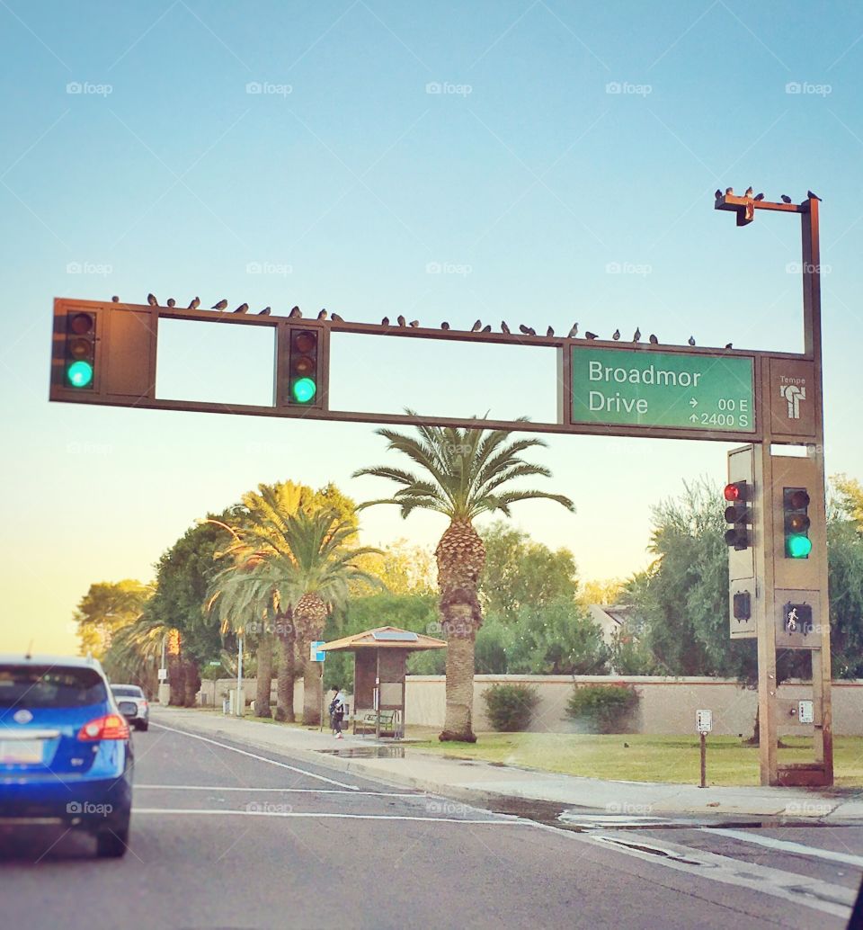 Birds on the street sign