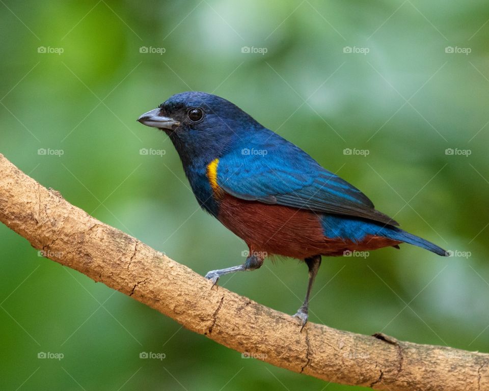 beautiful and cute bird