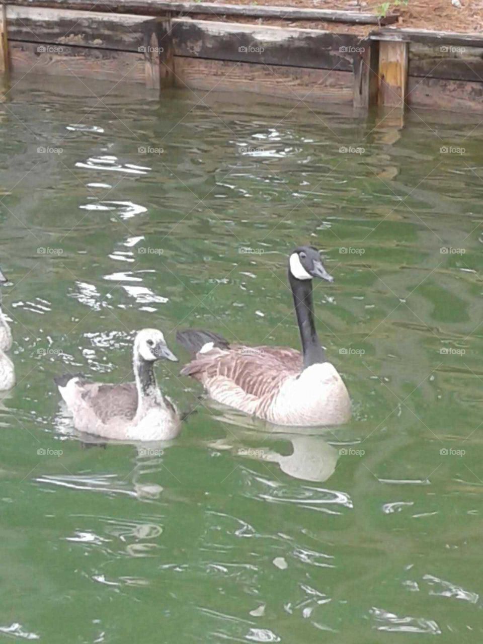 Geese on Lake Martin 2