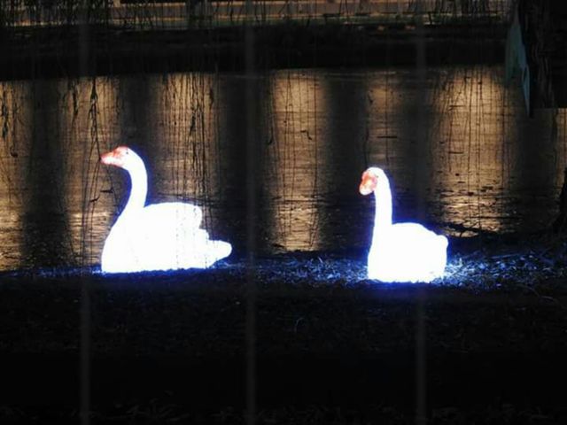 animal swans