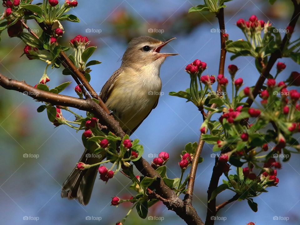 warbling  vireo