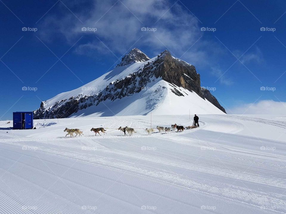 Husky Sledding at Glacier 3000 Switzerland 