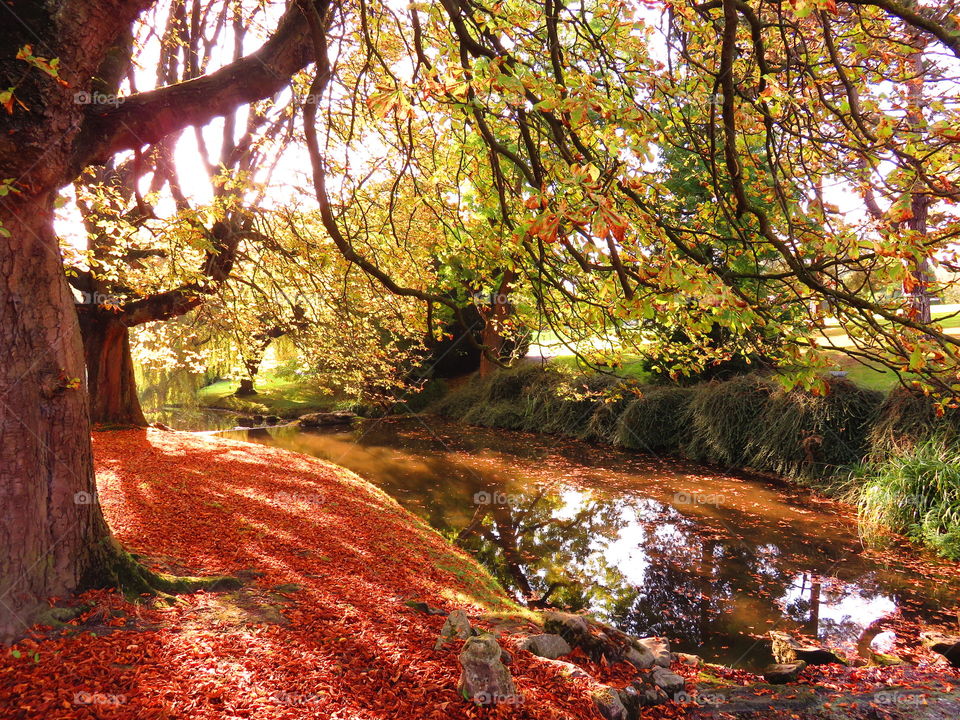 gorgeous park