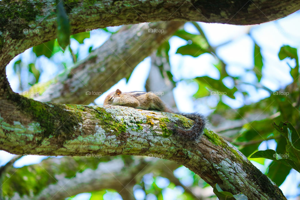 Sleeping in the tree