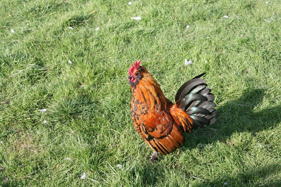 Cockerel 