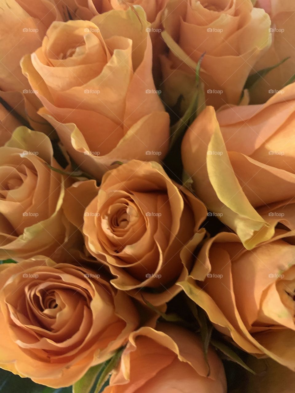 Peach roses 