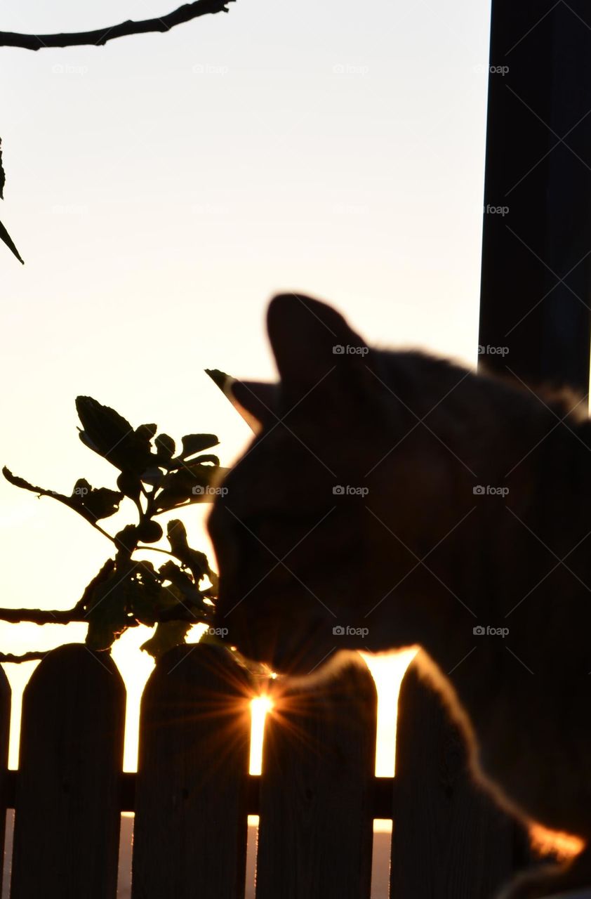 cat and sunset