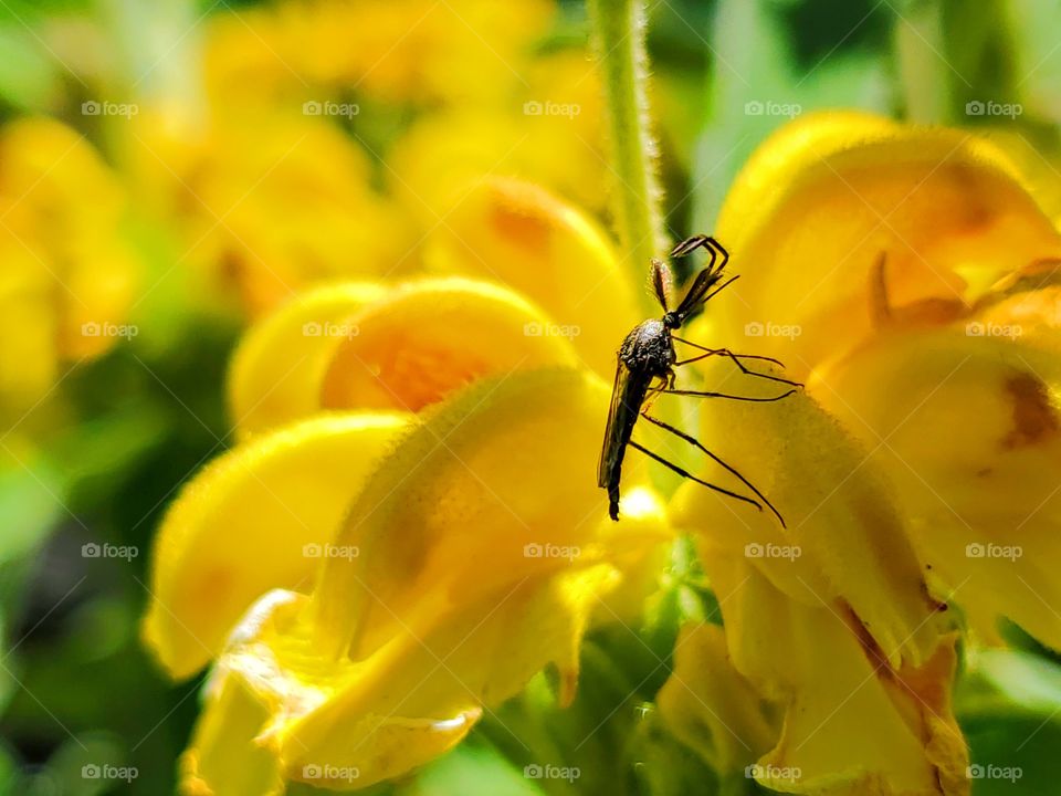 Close up of a male mosquito on a beautiful bright yellow jurusalem sage flower.