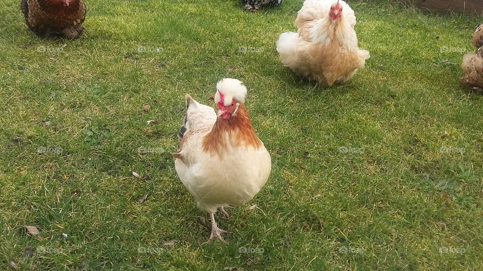 A few chickens on the green grass