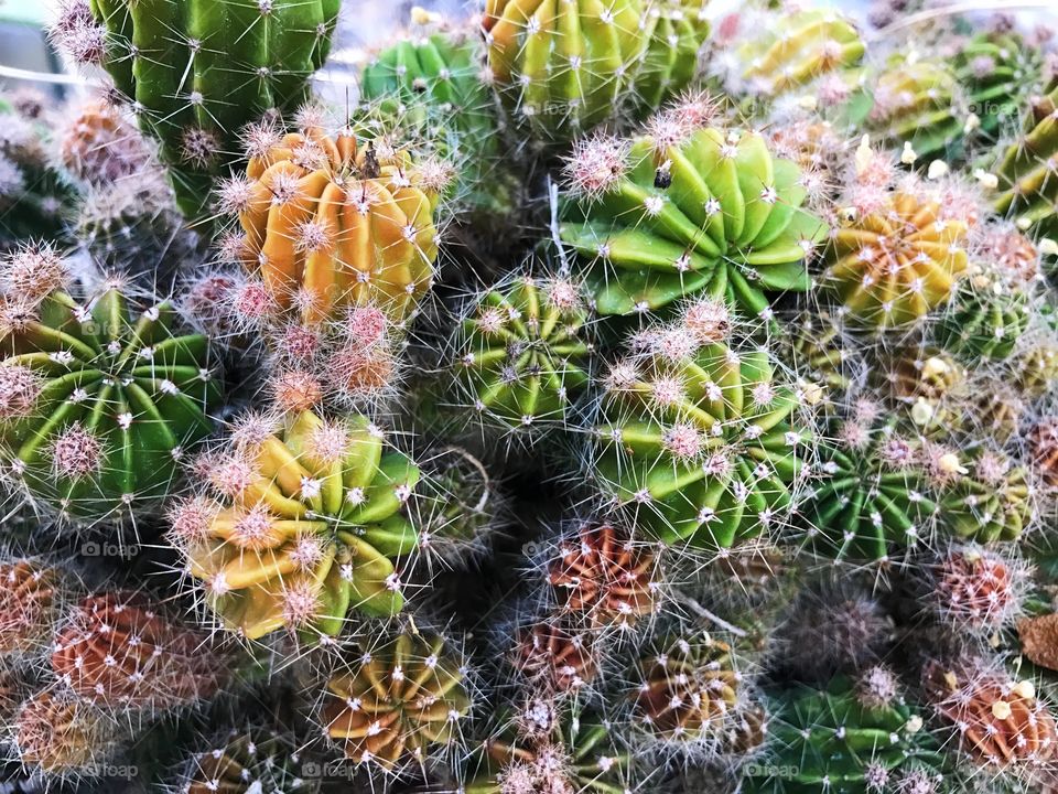 Cactus colors 