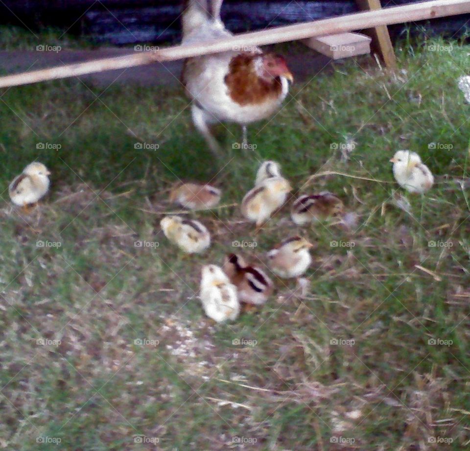 Baby chicks everywhere 