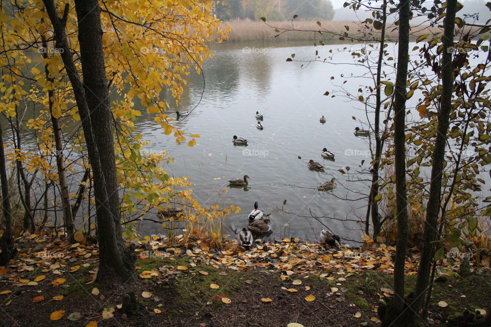 Lovely ducks enjoying warm day
