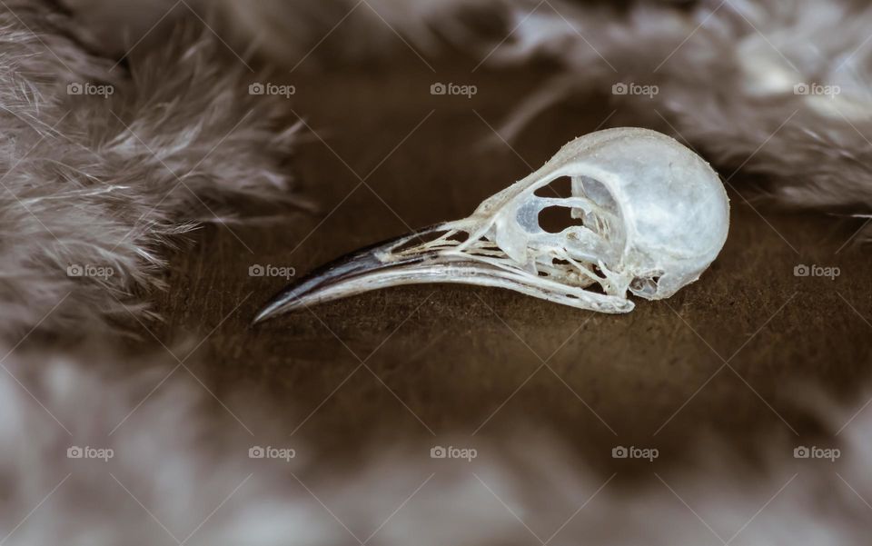 Tiny bird skull (possibly wren/robin/starling or similar) viewed from the side, on wooden surface surrounded by feathers